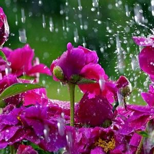 Meet your Posher, Tammy